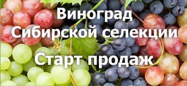 Виноград-2022 по спеццене до 8 сентября