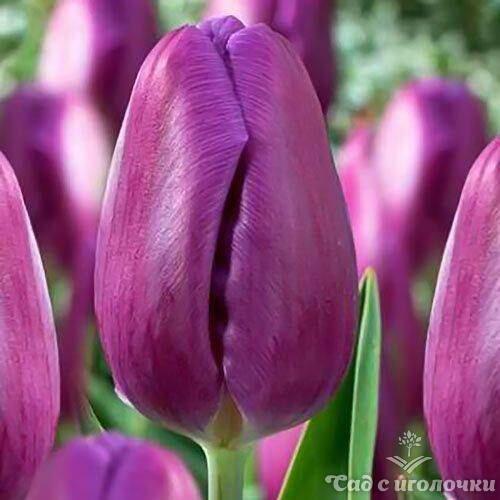 Тюльпан Триумф Пурпурный 5 шт.