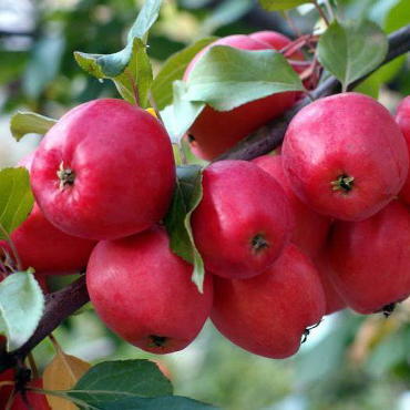 Яблоня Китайка Керр (Осенняя)