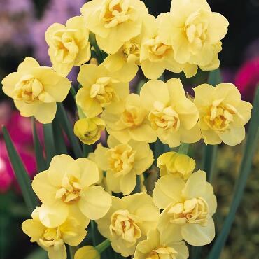 Нарцисс многоцветковый Йеллоу Чирфулнесс 5 шт.