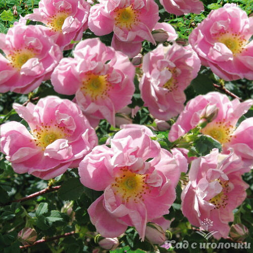 Роза канадская Сигер Уилер (привитая)