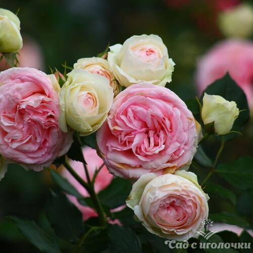 Роза плетистая Эден Розе 85 / Пьер де Ронсар (Голландия)
