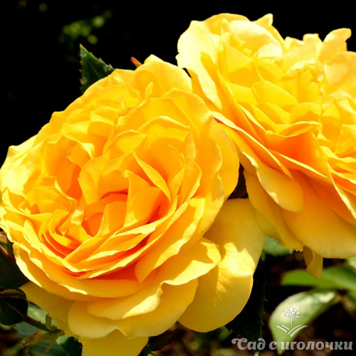 Роза на штамбе Абсолютли Фабулос 90 см.