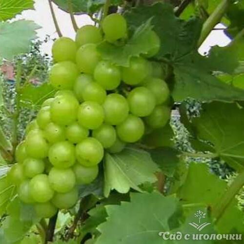 Виноград винный Реформ (РФ-48)