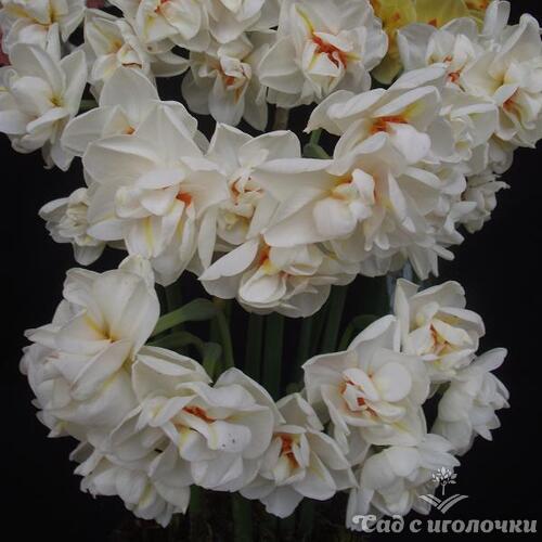Нарцисс многоцветковый Абба