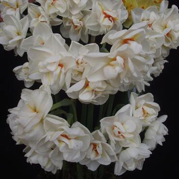 Нарцисс многоцветковый Абба