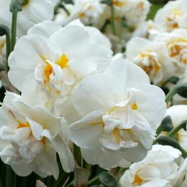 Нарцисс многоцветковый Брайдал Краун, 5 шт.