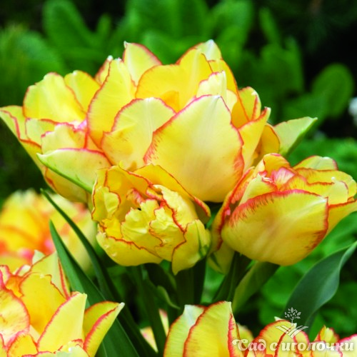 Тюльпан многоцветковый Акилла, 10 шт.