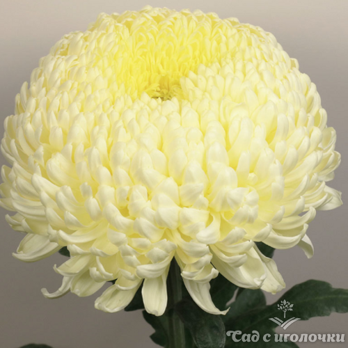 Хризантема крупноцветковая Кремист Уайт