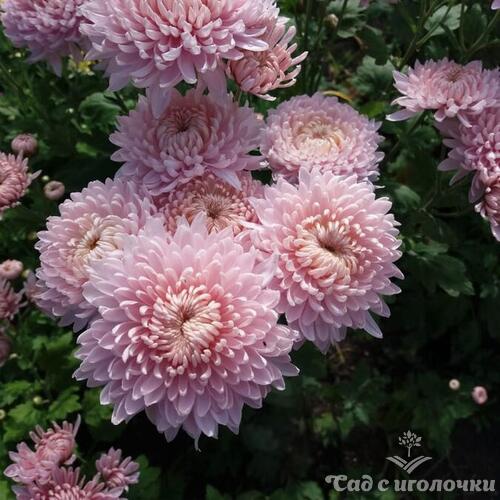 Хризантема корейская Розовый сон