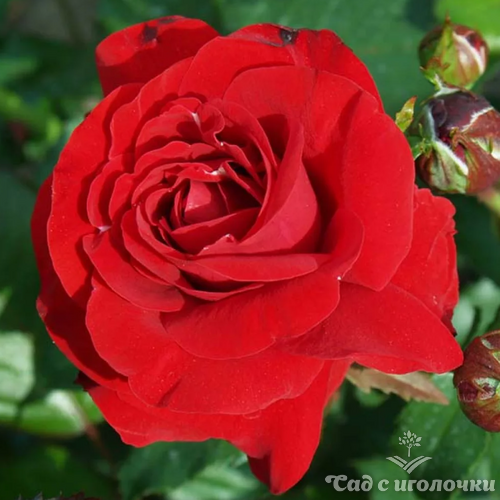 Роза флорибунда Нина Вейбул (корнесобственная)