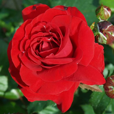 Роза флорибунда Нина Вейбул (корнесобственная)