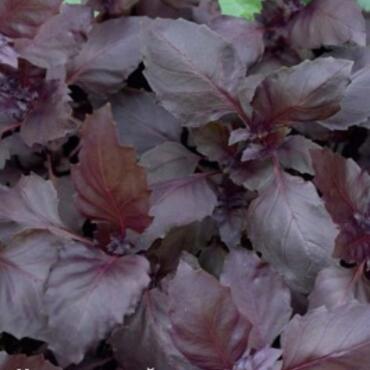 Семена Базилик овощной Пурпурные звезды 0,1гр.