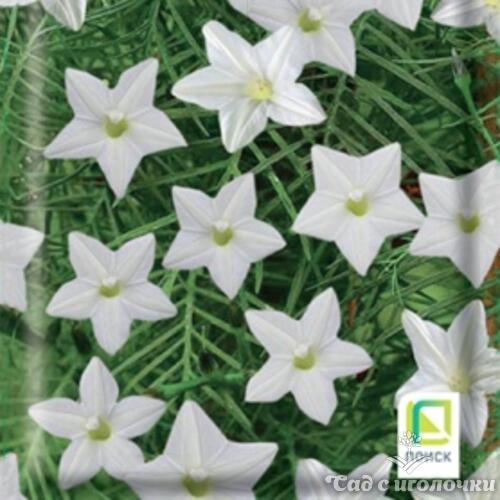 Семена Ипомея Созвездие Белая (Ipomoea pennata) 0,3г