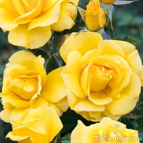 Роза флорибунда Голдбит (корнесобственная)