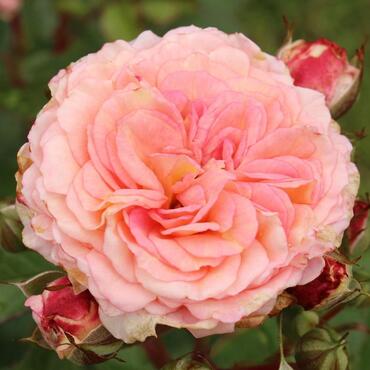 Роза флорибунда Амаретто (корнесобственная)
