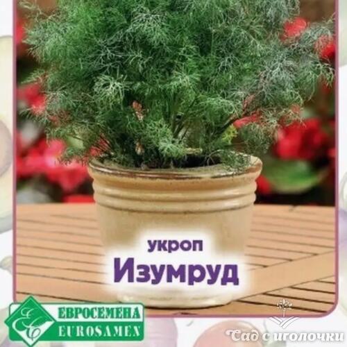 Семена Укроп ИЗУМРУД (1 гр)