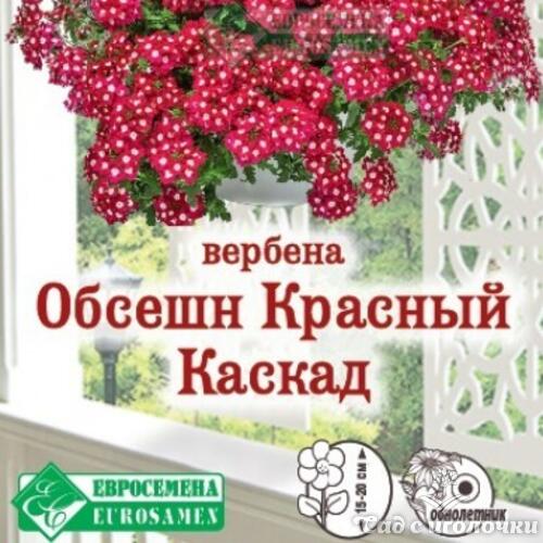 Семена Вербена ОБСЕШН КРАСНЫЙ КАСКАД ампельная (3 шт)