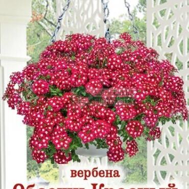 Семена Вербена ОБСЕШН КРАСНЫЙ КАСКАД ампельная (3 шт)