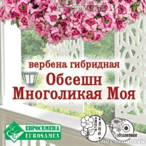 Семена Вербена ОБСЕШН МНОГОЛИКАЯ МОЯ гибридная (10 шт)