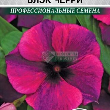Семена Катарантус ТАТУ БЛЭК ЧЕРРИ розовый (Винка) (5 шт)/PanAm Seeds