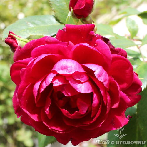 Роза канадская Квадра (корнесобственная)