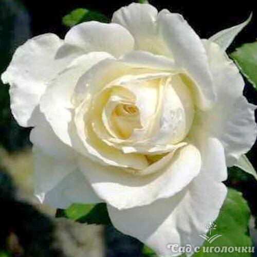 Роза Цитадель