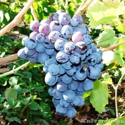 Виноград столовый Галия