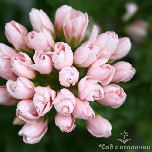 Цветущая пеларгония тюльпановидная Эмма