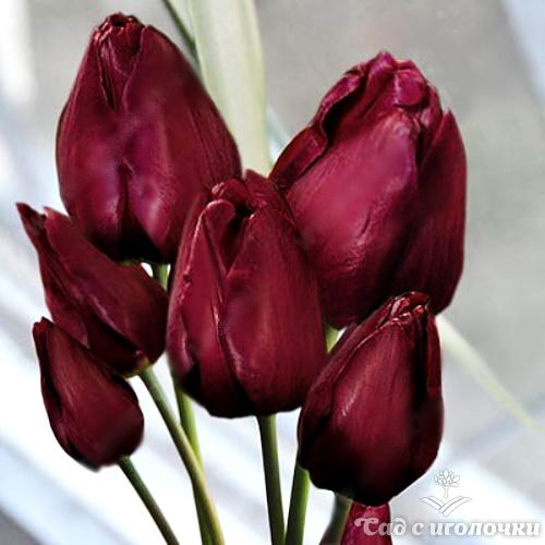Тюльпан многоцветковый ВоллФлауэр 5 шт