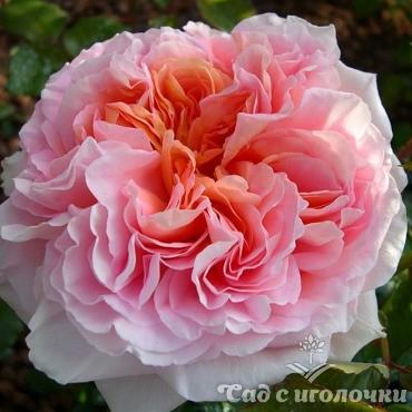 Роза английская Абрахам Дерби (корнесобственная)