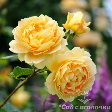 Роза кустарниковая Голден Селебрейшн (корнесобственная)