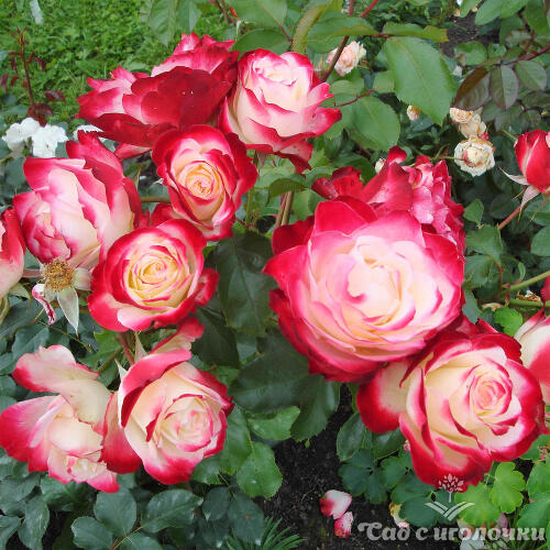 Роза флорибунда Юбилей Принца Монако (корнесобственная)