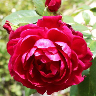 Роза канадская Квадра (корнесобственная)