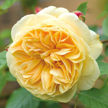 Роза английская Тизинг Джорджия