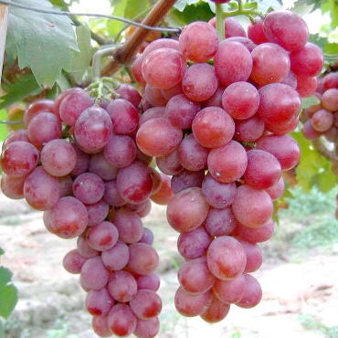 Виноград Алтайская роза