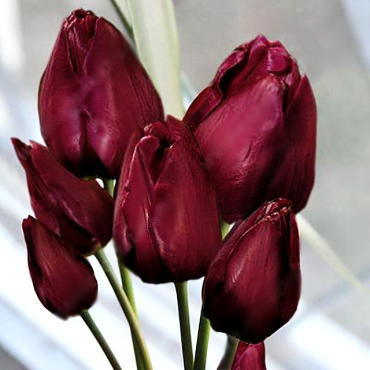 Тюльпан многоцветковый ВоллФлауэр 5 шт