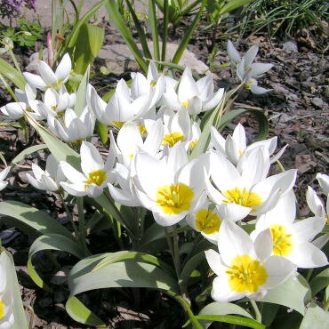 Тюльпан ботанический Полихрома, 5 шт.