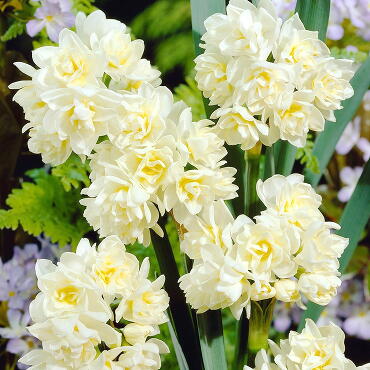 Нарцисс многоцветковый Эрличир