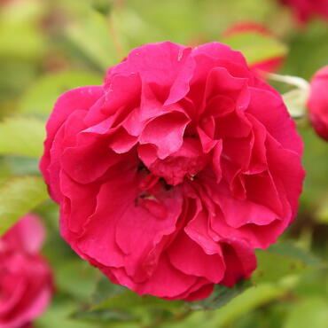Роза канадская Морден Аморетт (корнесобственная)