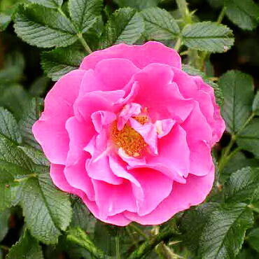 Роза канадская Йенс Мунк (корнесобственная)