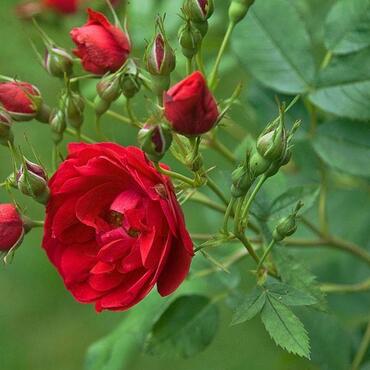 Роза канадская Аделаида Худлес (корнесобственная)