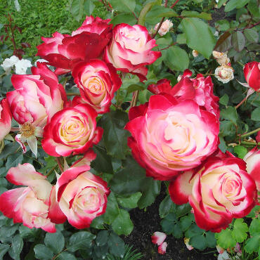 Роза флорибунда Юбилей Принца Монако (корнесобственная)
